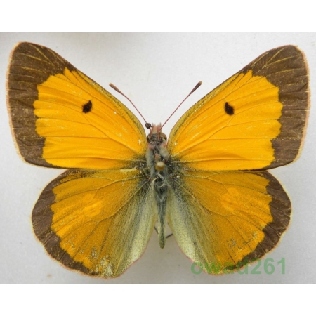 Colias fieldii Menetries, 1855 male China2